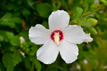 Flower White Swamp Rose Mallow - Hibiscus Moscheutos, White Hibiscus Flower With Five Petals, Burgundy Center With A Yellow Stamen And Water Drops 