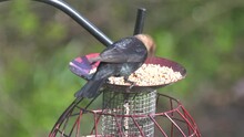 Close Up Of A Brown-headed Cowbird Eating Seeds On The Bird Feeder