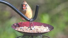 A Female Cardinal Eating Seeds On The Bird Feeder