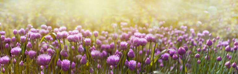 Field of purple  flowers in sunny summer day