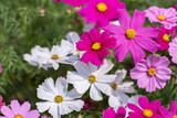Fototapeta Maki - Cosmos or Mexican Aster flower in garden at sunny summer or spring day.