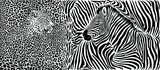 Fototapeta Konie - Zebra and leopard skin pattern with heads