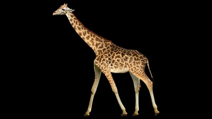 Wall Mural - Giraffe walking realistic animation. Isolated animal video including alpha channel allows to add background in post-production.