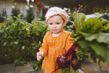 Wall Mural - Child with beetroot in garden healthy food lifestyle vegan organic vegetables homegrown local farming agriculture concept