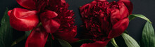 Top View Of Red Peonies With Green Leaves On Black Background, Panoramic Shot