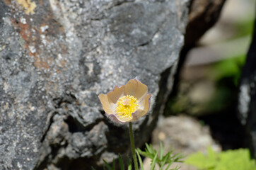 Wall Mural - beautiful pulsatilla patens also know as multifida flower in summer