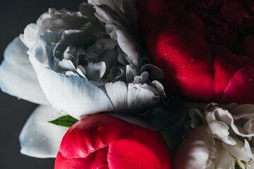 Wall Mural - bouquet of wet pink and blue peonies isolated on black, close up view