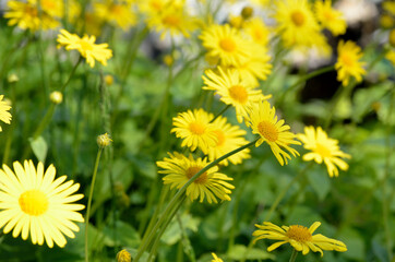 Wall Mural - beautiful yellow doronicum orientale flowers in summer sunshine