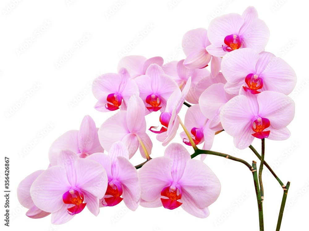 orchid Phalaenopsis blossoming close up - obrazy, fototapety, plakaty 