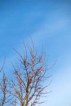 No Leaf Branch Of Tree In JAPAN Winter With Blue Sky And Cloud Background.
