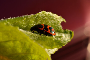 Glischrochilus quadripunctata beetle resting in a small leaf in summer