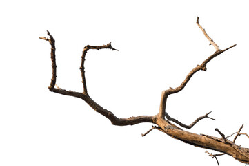 dry branch of dead tree with cracked dark bark.beautiful dry branch of tree isolated on white backgr