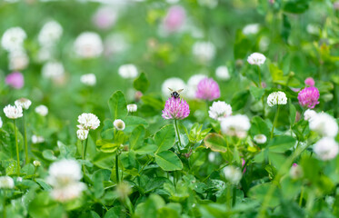 Close up of Honey Bee on White Dutch Clover Flower Outside