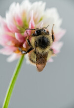 Close Up Of Honey Bee On White Dutch Clover Flower