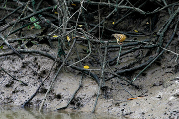 Wall Mural - The yellow bird on stick tree near the river at thailand