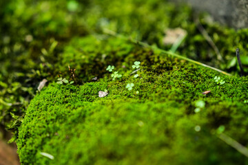 clover on moss close up for background