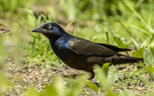 A Beautiful Male Common Grackle On A Stroll In The Forest. 