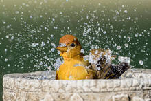 Female Summer Tanager Flashing Vigorously In Bird Bath In  South Central Louisiana