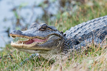 American Alligator Basking In Sun In Louisiana Marsh Lands