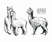 Set Of Sketches Of Llamas In Graphic Style, From Hand Drawing Image.