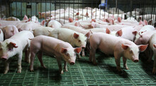 Farming Raising And Breeding Of Domestic Pigs