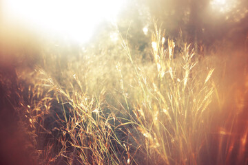 Wall Mural - abstract dreamy photo of forest meadow at sunset