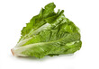 fresh roman lettuce on a white background Lattuga Romana Lactuca sativa