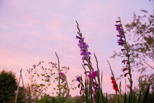 Gladiolus With Pink Sky At Dusk 2