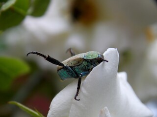 green beetle on a white rose