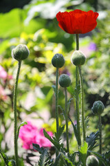 Wall Mural - poppy flowers