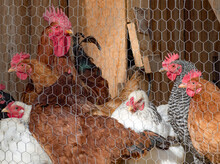 Chickens And Roosters Congregate In A Chicken Coop Behind A Wire Fence. Farm Setting.