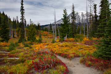 Stunning fall foliage along a hiking trail at Mt. Rainier National Park in Washington state
