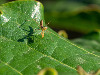 A baby mantis on the leaf