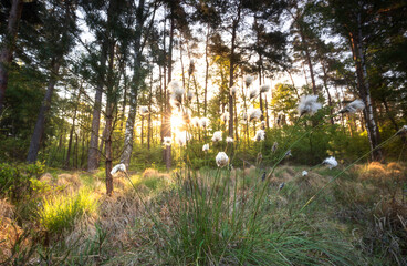 Wall Mural - cotton grass in forest swamp at sunrise