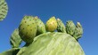 Higos chumbos en cactus