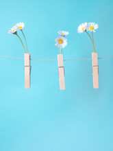 Clothespins Holding Daisies Like Grabbing The Spring