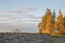 Picnic Table And Pine Trees Along The Coast Of Maine, Acadia.