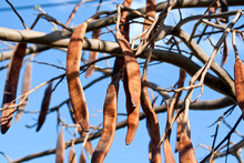Long Brown Bauhinia Pods In Front Of Blue Sky