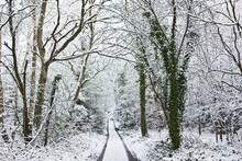 Path Through Forest In The Winter