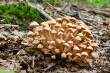 Cluster Of Armillaria Tabescens Or Ringless Honey Mushrooms
