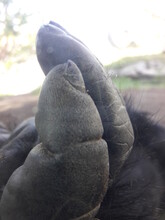 Gorilla Fingers Close Up