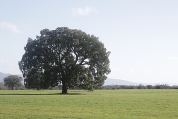 leafy lonely tree in Cabañeros national park