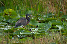 Tricolored Heron, Foraging Lakeside Among White Water Lilies And Tall Grasses