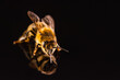 Honey bee macro, isolated on black background. Bee concept.