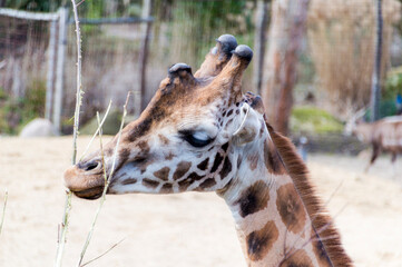 Portrait of a Giraffe (Giraffa)