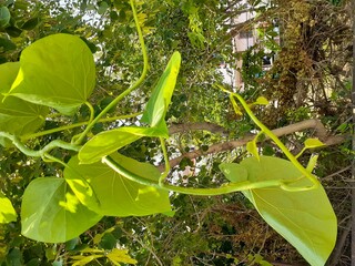 water drops on the leaves