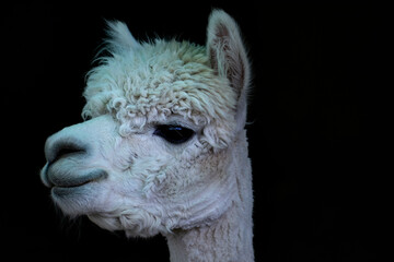 close up of a llama / alpaca with black background