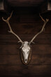 © Ramon Lopez/ADDICTIVE STOCK - Deer white skull with horns skull attached to wooden wall in countryside house in Cantabria