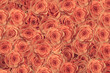 purple, pink roses background close-up