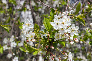 Wall Mural - White flowering cherry branch on a clear day, fresh background